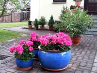 2015-06-13        Kübelgarten wird senioren- freundlich.webp