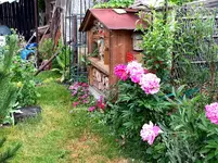 2015-06-13     Neue Nahrungsträger am Insektenhotel.webp