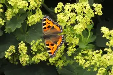 DSCF1482.webp
