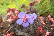 DSCF1497 (2).webp
