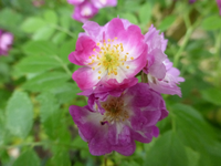 P1430163.webp