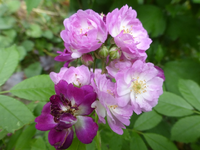 P1430166.webp