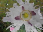 DSCN2572.jpg