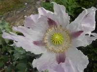 DSCN2571.jpg