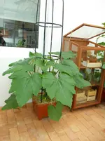 zucchini kübel gewächshaus.webp