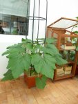 zucchini kübel gewächshaus.jpg