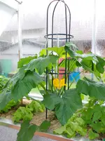 zucchini hochbeet gewächshaus.webp