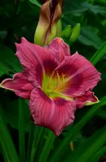 2441.webp