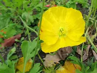 IMG_0956v.webp