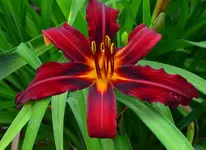 crimsonpirat1.webp