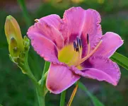 ll.webp