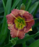 outreagus.webp