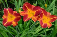 unbekanntvorne.webp