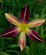 villasbicolor.webp