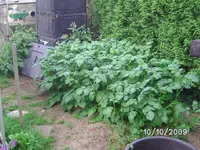Kartoffeln.webp