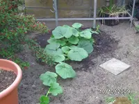 Kürbis.webp