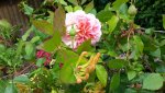 20150615_135241.jpg