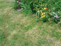 Rasen (2).webp
