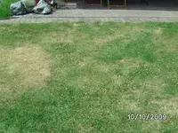 Rasen.webp