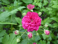 P1420542.webp