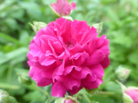 P1420543.webp