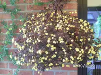 Blumen.webp