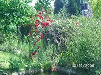 Blumen (4).webp
