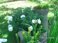 Blumen (5).webp