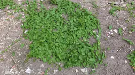DSCF8548.webp