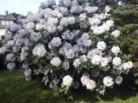 allerletzter Rodo.webp