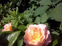 Augusta Luise.webp