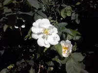 CAM00523.webp