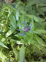 CAM00527.webp