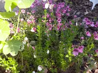 CAM00516.webp