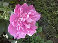CAM00532.webp