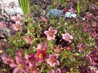 CAM00541.webp