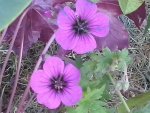 Geranium Anne Thomson.jpg