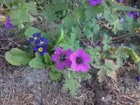 Geranium Anne Thomson (2).webp