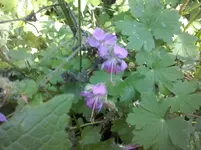 Geranium biokowo (2).webp