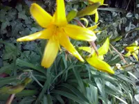 Taglilie.webp