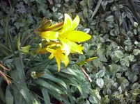 taglilie (2).webp