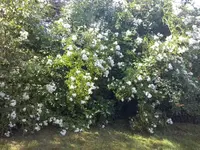 wilde Rose.webp