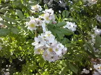wilde Rose (2).webp