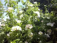 wilde Rose in Pergola.webp