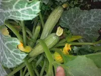 20150615_164241[1].webp