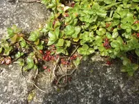 BILD4096.webp