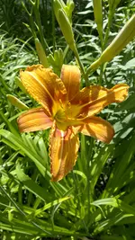 IMG_20150615_164034.webp