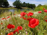 DSCF9071.webp