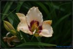 comp_DSC03796.jpg
