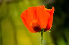 Mohn.webp